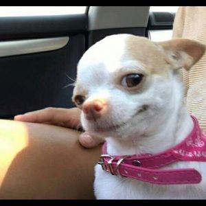 Meet your Posher, Elise